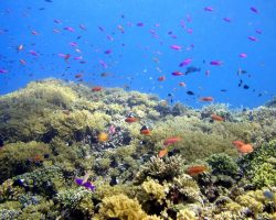 keindahan bawah laut Bunaken