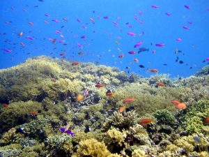 keindahan bawah laut Bunaken